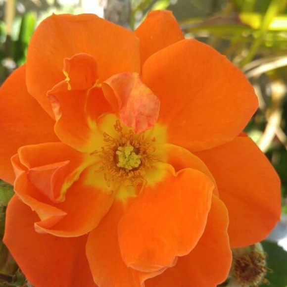 Profile Picture of Jeannie Aviles (@jeannie_aviles) on Poshmark