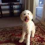 Profile Picture of Janet Knapp (@janet.knapp.319) on Instagram