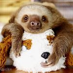 Profile Picture of Genevieve Bryant (@sloth_vivi) on Instagram