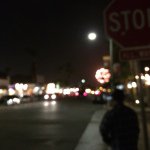 Taylor Denny - Instagram Profile Picture of Taylor Denny (@13_pitbull) on Instagram