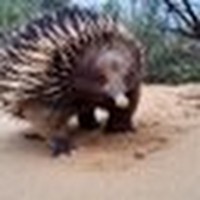 Profile Picture of Anthony Broese Van Groenou (@anthony-broese-van-groenou) on Quora
