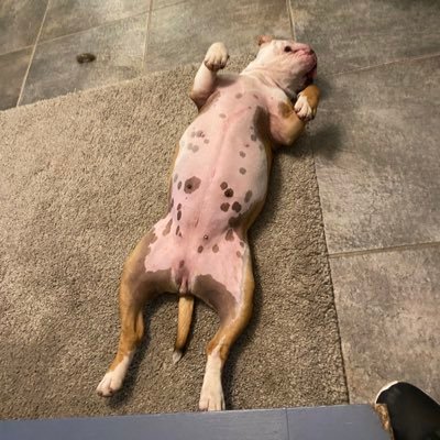 Profile Picture of Peter Agnew (@PeterAgnew18) on Twitter