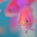 Profile Picture of Yun Rong Lin (@t45065) on Pinterest