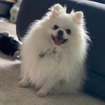 Profile Picture of •Brutus & Illumina• (@brutusmomsboy) on Instagram