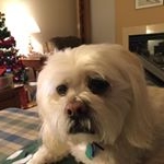 Profile Picture of Kristin N (@thedogjudgesyou) on Instagram