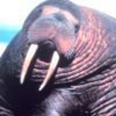 Profile Picture of Herbert Holmes (@nihenihistocen) on Twitter