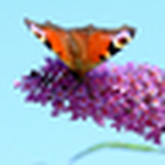 Profile Picture of Peter Simpson (@peter r simpson) on Flickr