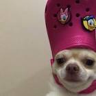 Profile Picture of   Tarah 🌴 (@t.arah_) TikTok... (@t.arah_) on Tiktok