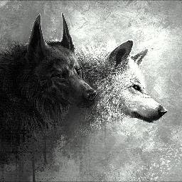 Profile Picture of Berkay Demir (@_RandyWolf_) on Twitter