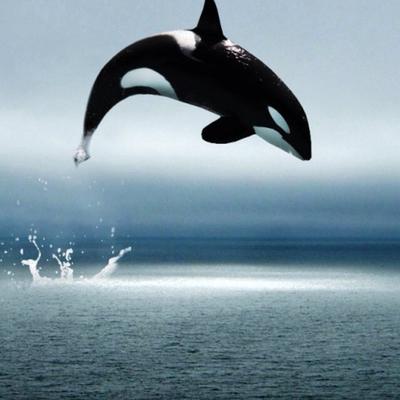 Profile Picture of Christopher Menjivar (@christo62467492) on Twitter