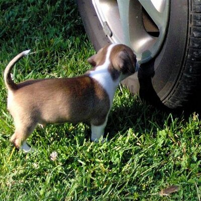 Profile Picture of Leslie N. Hutchens (@vipergirl810) on Twitter