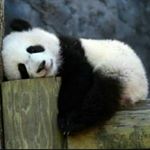 Profile Picture of Cheryll Wilson (@panda_face_wilson) on Instagram