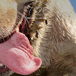 Profile Picture of Brian Taylor (@triguybri1) on Flickr