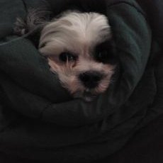 Profile Picture of Thomas Lyman (@ThomasLyman17) on Twitter