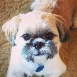 Profile Picture of bradtebo435 (@bradtebo435) on Instagram