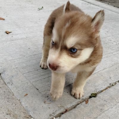 Profile Picture of Eric Cali (@EricArguello) on Twitter