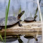 Profile Picture of Chelsea Parks (@Chelsea-Parks) on Facebook