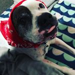 Profile Picture of Jake Robbins (@dogs.in.foster) on Instagram