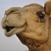 Profile Picture of Mark Camel (@realmarkcamel) on Twitter