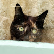 Profile Picture of Kelly Simon (@kellysimon7748) on Youtube