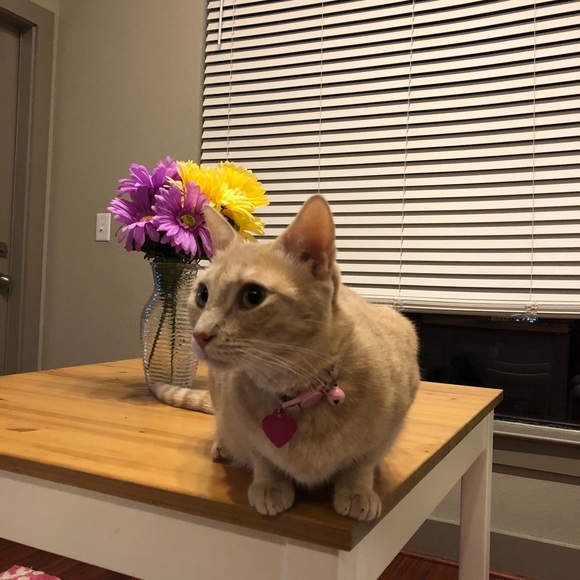 Profile Picture of Ashok Kumar (@meetashok) on Poshmark