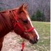 Profile Picture of Dixie Barker (@Rose13002) on Twitter