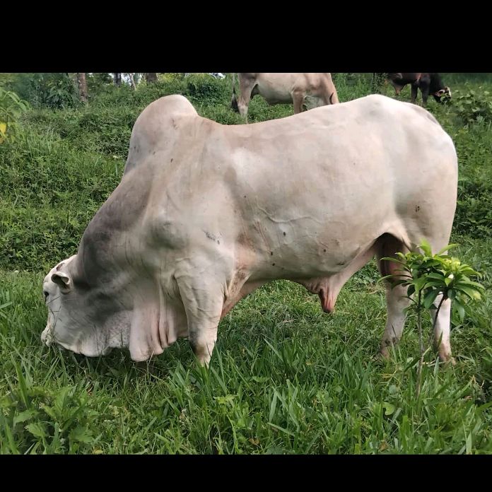 Profile Picture of Aurelia c (@aurelia.c30) on Tiktok