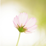 Profile Picture of Alvin's Photo (@alvinphotos1) on Flickr