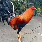 Profile Picture of Chad Chaves (@chad.chaves.2024) on Facebook