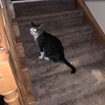 Profile Picture of Jacob Covey (@weasel_news619) on Instagram