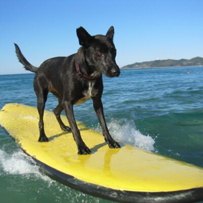 Profile Picture of Robert Schaible (@schaiblesurf) on Twitter