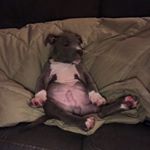 Profile Picture of Bruce Bernstein (@itsmebruceb) on Instagram