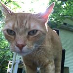 Profile Picture of Robert Joslyn (@mewderer) on Instagram