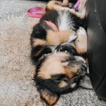Profile Picture of JuneBug (@junetheaustralianshepard) on Instagram