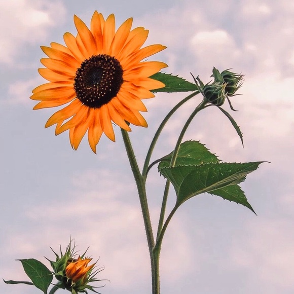 Profile Picture of Wei wei Liu (@l613) on Poshmark