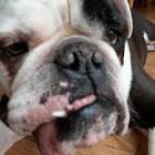 Profile Picture of   laney (@giraffe388) TikTok... (@giraffe388) on Tiktok
