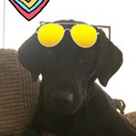 Profile Picture of Margo❤️😘😍 Black Lab Puppy (@margo_the_puppy) on Instagram