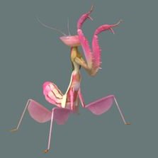 Profile Picture of Pamela Martini (@PrayingMantis29) on Twitter