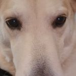 Profile Picture of Karl Kessler (@k9safteygear) on Instagram