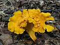 Profile Picture of Cantharellus lateritiuson Wikipedia