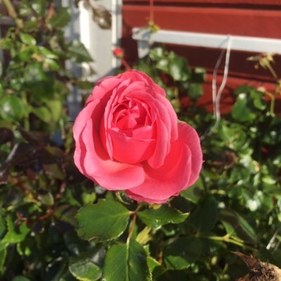 Profile Picture of Sissel Harda Torgrimsen (@HardaSissel) on Twitter