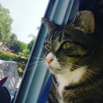 Profile Picture of Miller (@ginger.belle.da.kattykatty) on Instagram