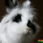 Profile Picture of Joanne Shay (@chezrabbits) on Instagram