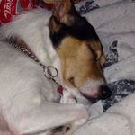 Profile Picture of Angela McClelland (@scrymax) on Instagram