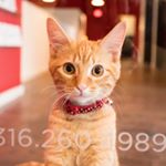 Profile Picture of Cassandra Bryan (@eleventheofficekitty) on Instagram