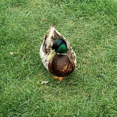 Profile Picture of Chad Keeley (@JamesHorror) on Twitter