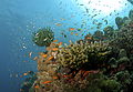 Profile Picture of Coral reefs in Indiaon Wikipedia