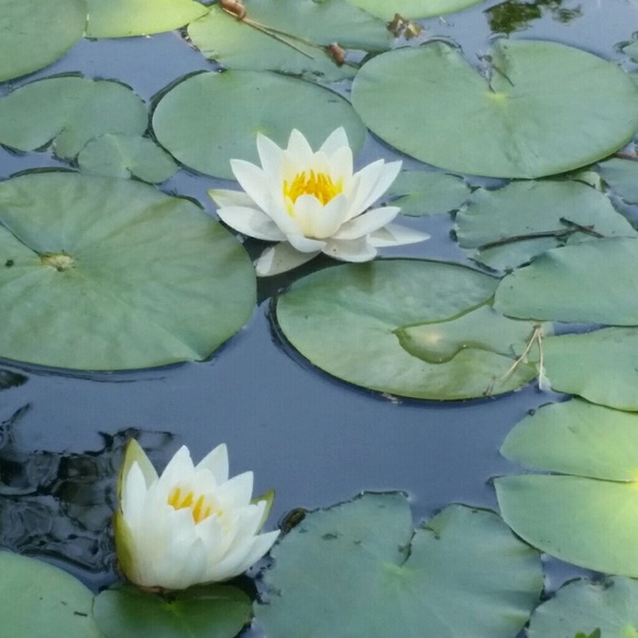 Profile Picture of Julie Bellezza (@juliebiz) on Poshmark