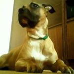 Profile Picture of Draza Prilova (@drazaprilova) on Instagram