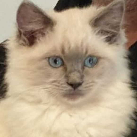 Profile Picture of Narena Simari (@narenasimari) on Poshmark